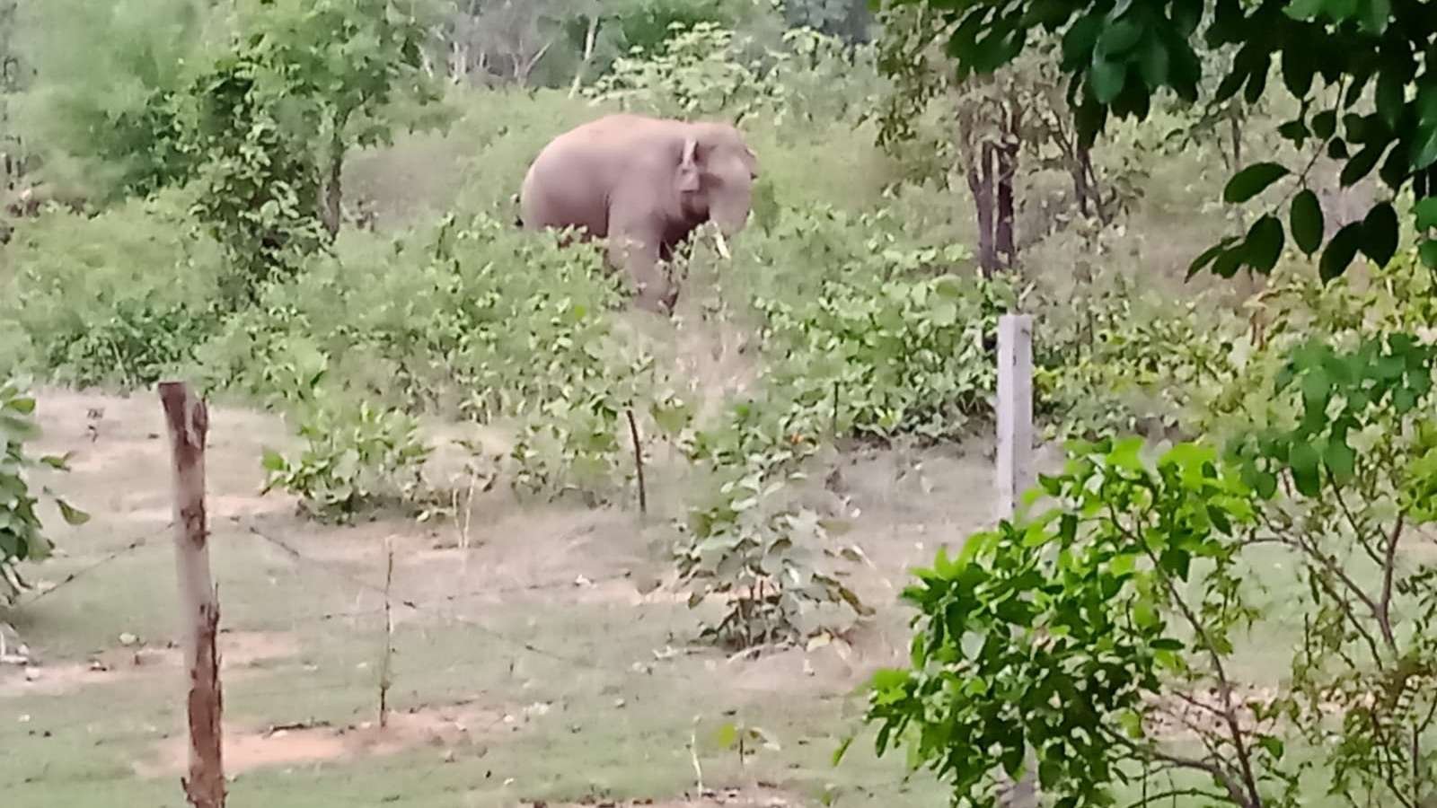 13 दिनों से भोलगढ़ के जंगल में डेरा डाले तीन हाथी, अब हाईवे किनारे पहुंचे, वन विभाग ने जारी किया अलर्ट